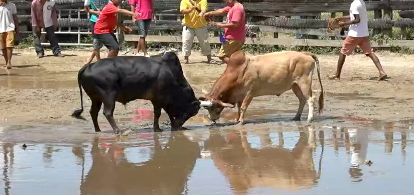 You are currently viewing วัวชนย้อนหลัง หยีใน 02 09 65 คู่1 ขาวเพชรสุบรรณ VS โหนดแซมเพชรตะวัน