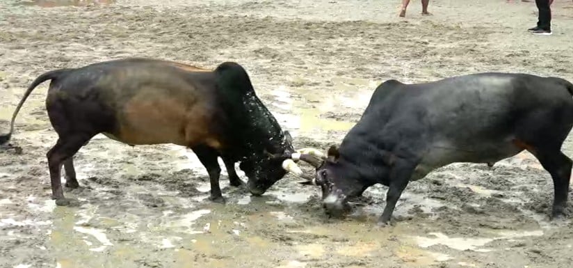 You are currently viewing วัวชนย้อนหลัง เสาธง 11 11 65 คู่5 โหนดหลังขาวงามวันมีชัย(ไอ้ดื้อ) VS โหนดลังสาด(ไอ้ลูกหมู)