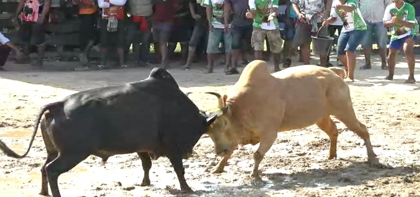 You are currently viewing วัวชนย้อนหลัง ควนธานี 22-02-66 คู่8 ขาวพิชัยยุทธ VS โหนดน้องเล็ก(อ้ายพีเอ็ม)