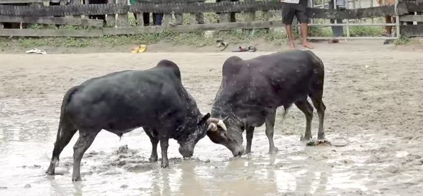 You are currently viewing วัวชนย้อนหลัง หยีใน 05-03-66 คู่2 โหนดเพชรมีชัย(เสือเตี้ย) VS นิลเทพเหินฟ้าบารมีเขาวัง