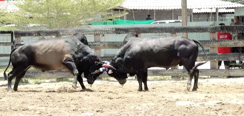 You are currently viewing วัวชนย้อนหลัง นาบินหลา 07-04-66 คู่5 โหนดจุดมีชัย VS โหนดเพชรภูเขียว(ไอ้ลาว) 2ล้าน