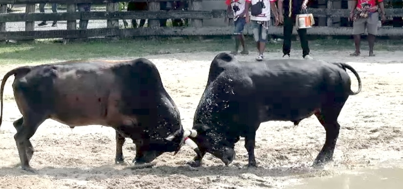 You are currently viewing วัวชนย้อนหลัง นานาชาติ 29-04-66 คู่8 ลังสาดลูกช้างศึก(ลูกช้าง) VS โหนดงามชัยสิทธิ์พิชิตชัย