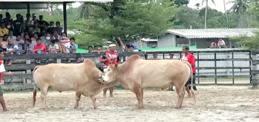 You are currently viewing วัวชนย้อนหลัง นาบินหลา 10-05-66 คู่4 ขาวขุนพินิจ(ขาวหราง) VS ขาวมรดกโลก(เจ้าโลก)