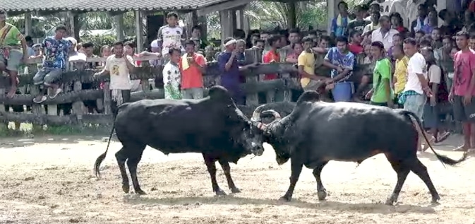 You are currently viewing วัวชนย้อนหลัง ควนธานี 22-06-66 คู่5 โหนดมรดกเล็ก VS โหนดแหวนเพชรยอดพิชิตชัย(ทรพี)