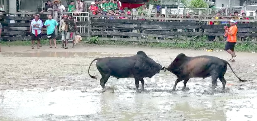 You are currently viewing วัวชนย้อนหลัง หยีใน 01-07-66 คู่8 โหนดลิโอ(รถถัง) VS ดุกด้างตะวันเดือด(หมูแกลบ)