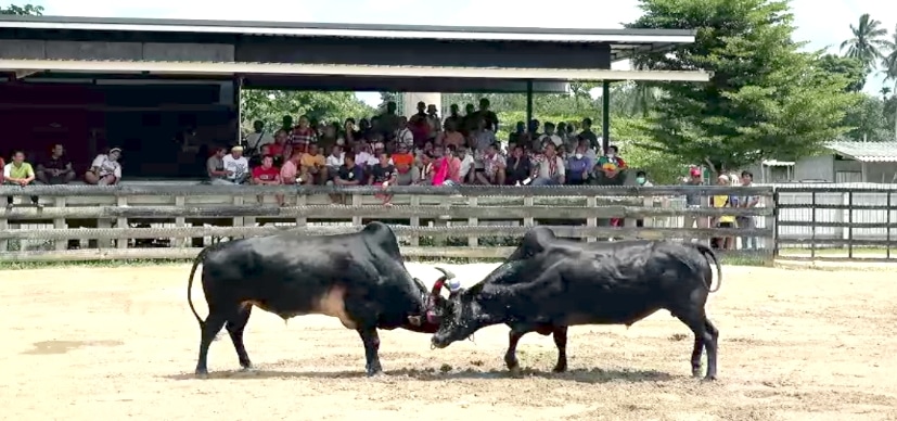 You are currently viewing วัวชนย้อนหลัง นาบินหลา 06-07-66 คู่1 โหนดหลังขาวจอมราวีพิชิตชัย vs ดุกด้างขุนพล