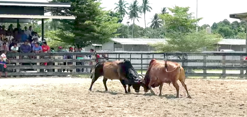 You are currently viewing วัวชนย้อนหลัง นาบินหลา 06-07-66 คู่4 ขาวงามพยัคฆ์ร้ายแสนแสบ(บักแสบ) VS โหนดมังกรแก้ว(หลงเสียงนาง)