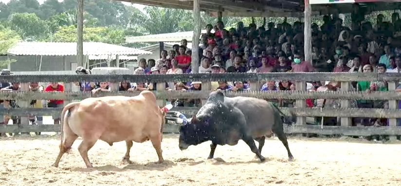 You are currently viewing วัวชนย้อนหลัง นาบินหลา 07-07-66 คู่5 ขาวงามปิ่นอนงค์(หมอลำ) VS โหนดเพชรสายลมสายหาญณรงค์(เพชรภูธร) 4ล