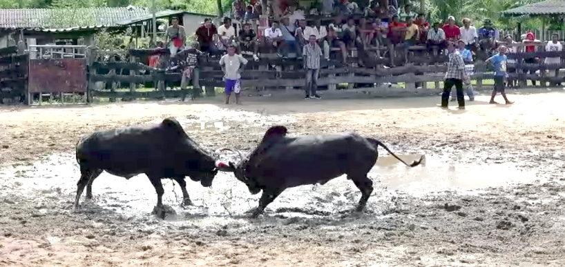 You are currently viewing วัวชนย้อนหลัง ควนธานี 22-07-66 คู่7 โหนดอัศวินจอมพลัง(มูตู่) VS ดุกด้างสิงห์พลังชัย(สิงห์)