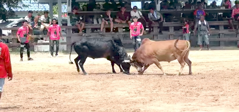 You are currently viewing วัวชนย้อนหลัง ปากพล 15-08-66 คู่4 ขาวสิงห์สมุทรสุดสาคร VS โหนดหลายใจขวัญใจแม่หม้าย(ขุนศึก)