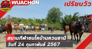 Read more about the article นัดเปรียบวัว สนามกีฬาชนโคบ้านควนธานี 24 กุมภาพันธ์ 2567