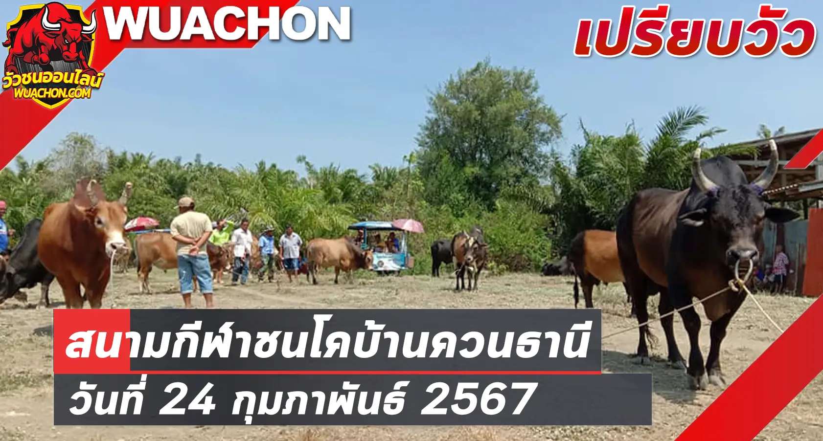 You are currently viewing นัดเปรียบวัว สนามกีฬาชนโคบ้านควนธานี 24 กุมภาพันธ์ 2567