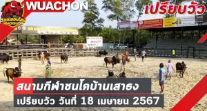 Read more about the article นัดเปรียบวัว สนามกีฬาชนโคบ้านเสาธง 18 เมษายน 2567