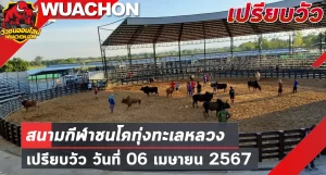 Read more about the article นัดเปรียบวัว สนามกีฬาชนโคทุ่งทะเลหลวง สุโขทัย 06 เมษายน 2567