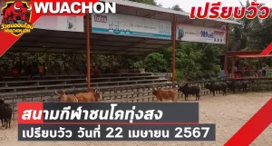 Read more about the article นัดเปรียบวัว สนามกีฬาชนโคทุ่งสง 22 เมษายน 2567