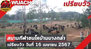 Read more about the article นัดเปรียบวัว สนามกีฬาชนโคบ้านบางกล่ำ 16 เมษายน 2567