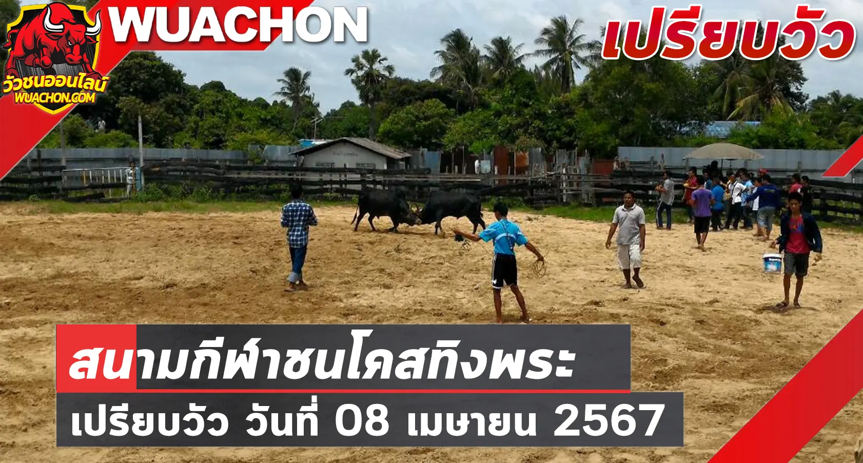 You are currently viewing นัดเปรียบวัว สนามกีฬาชนโคสทิงพระ 08 เมษายน 2567