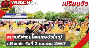 Read more about the article นัดเปรียบวัว สนามกีฬาชนโคหนองบัวใหญ่ 02 เมษายน 2567