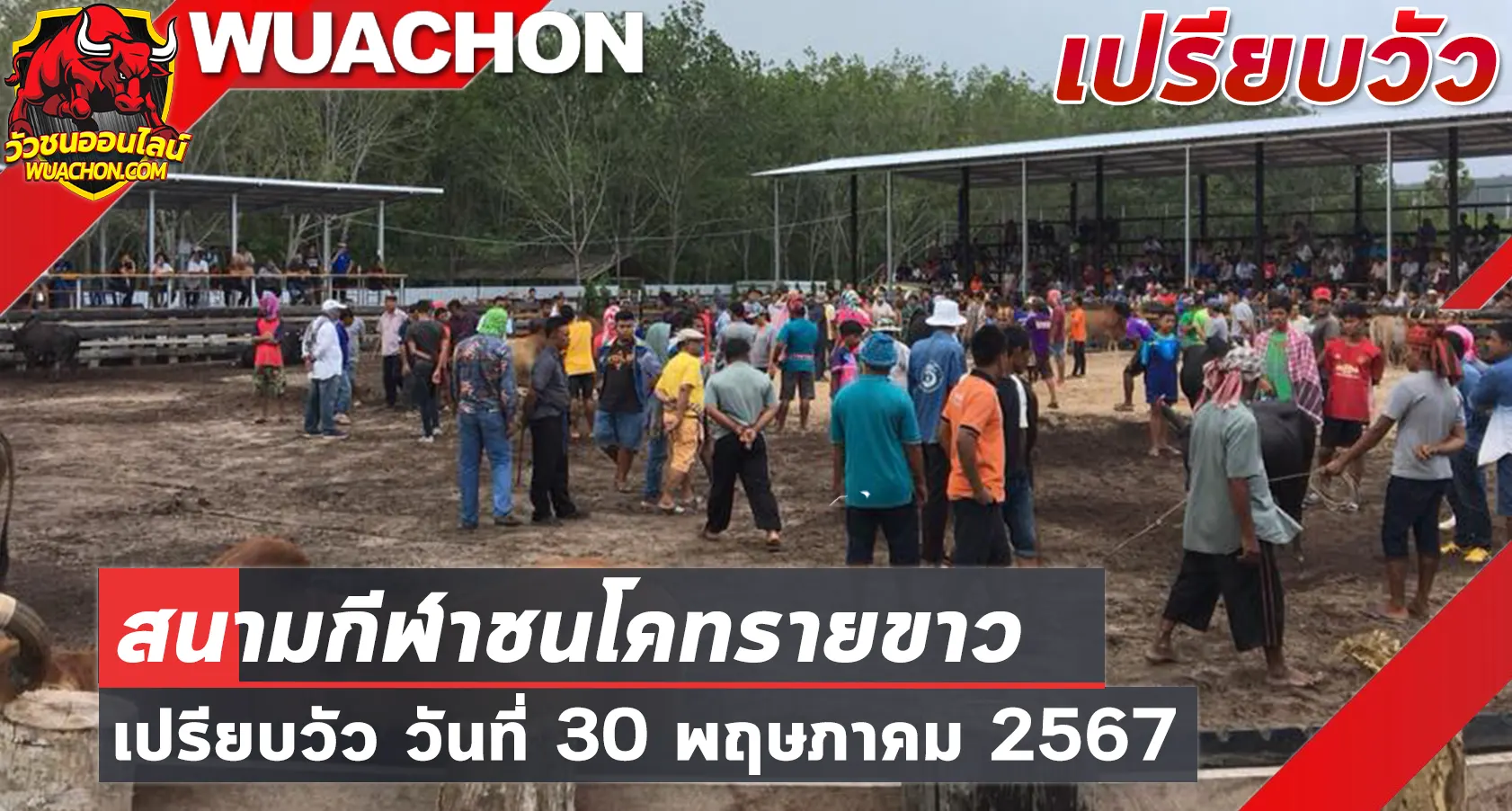 You are currently viewing นัดเปรียบวัว สนามกีฬาชนโคทรายขาว 30 พฤษภาคม 2567