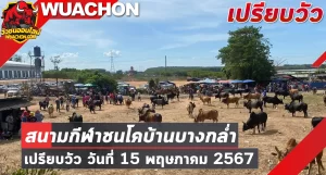 Read more about the article นัดเปรียบวัว สนามกีฬาชนโคบ้านบางกล่ำ 15 พฤษภาคม 2567