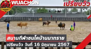 Read more about the article นัดเปรียบวัว สนามกีฬาชนโคบ้านนาทราย 16 มิถุนายน 2567