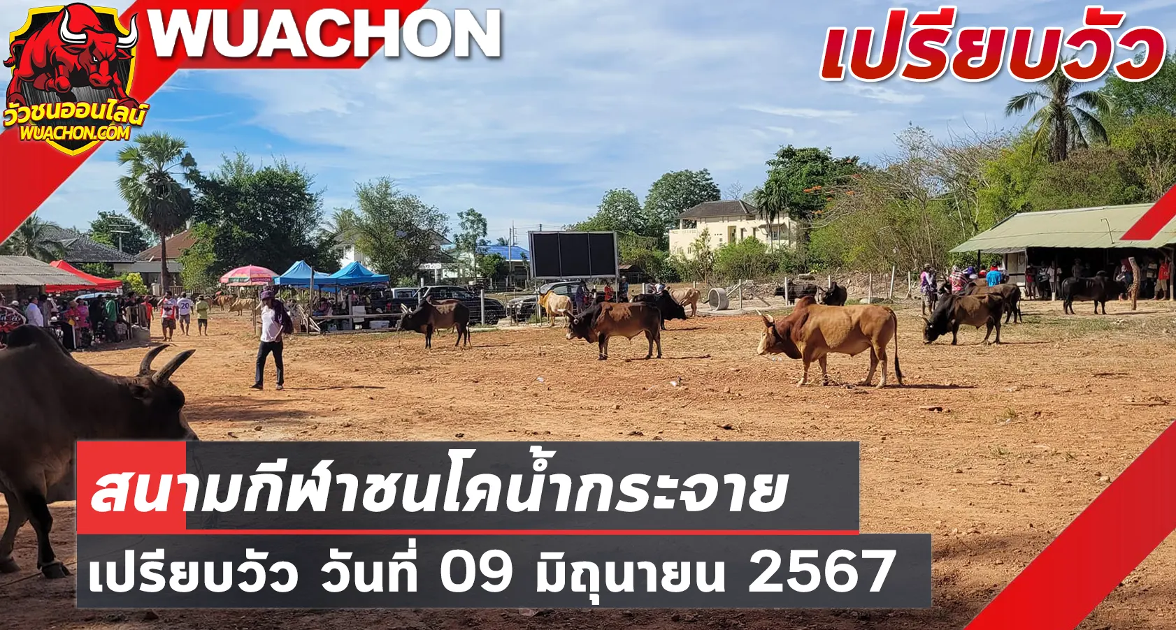 You are currently viewing นัดเปรียบวัว สนามกีฬาชนโคบ้านน้ำกระจาย 09 มิถุนายน 2567