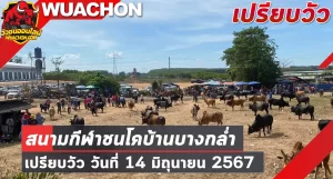 Read more about the article นัดเปรียบวัว สนามกีฬาชนโคบ้านบางกล่ำ 14 มิถุนายน 2567