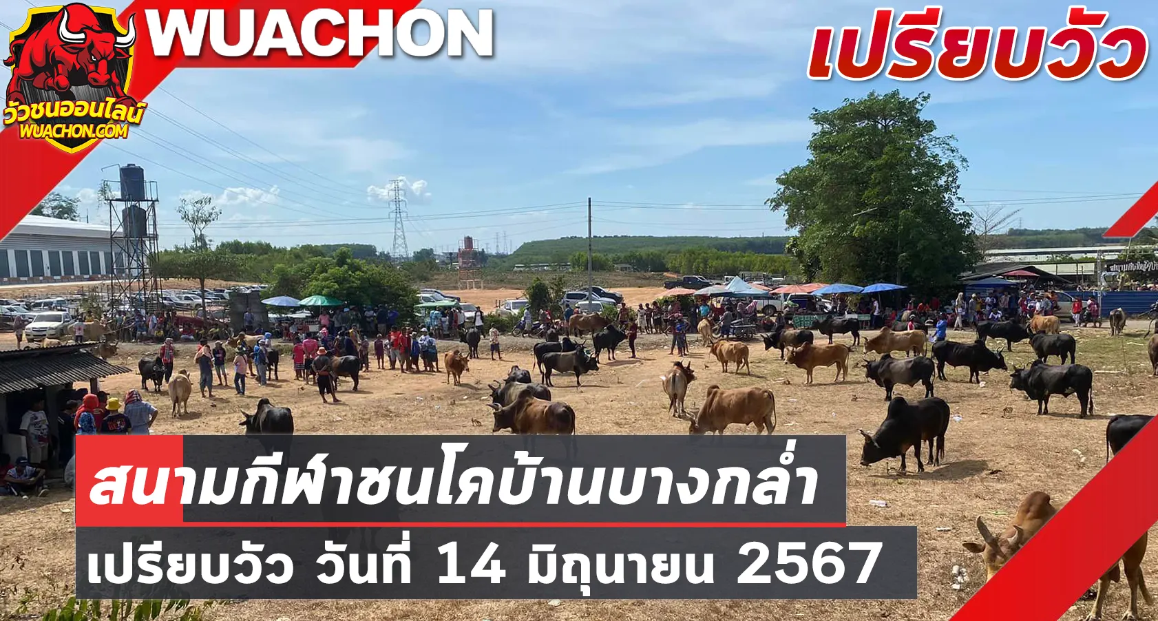 You are currently viewing นัดเปรียบวัว สนามกีฬาชนโคบ้านบางกล่ำ 14 มิถุนายน 2567