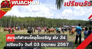 Read more about the article นัดเปรียบวัว สนามกีฬาชนโคอุใดเจริญ ผัง34-03 มิถุนายน 2567