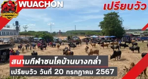 Read more about the article นัดเปรียบวัว สนามกีฬาชนโคบ้านบางกล่ำ 20 กรกฎาคม 2567