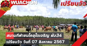 Read more about the article นัดเปรียบวัว สนามกีฬาชนโคอุใดเจริญ ผัง34 07 สิงหาคม 2567