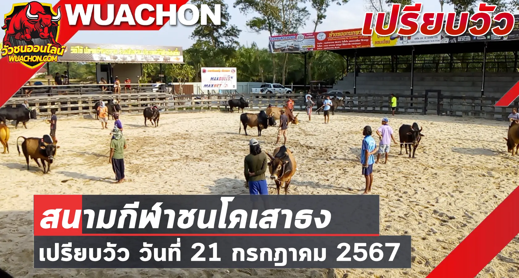 You are currently viewing นัดเปรียบวัวใหญ่ สนามกีฬาชนโคเสาธง 21 กรกฎาคม 2567