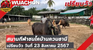 Read more about the article นัดเปรียบวัว สนามกีฬาชนโคบ้านควนธานี 23 สิงหาคม 2567