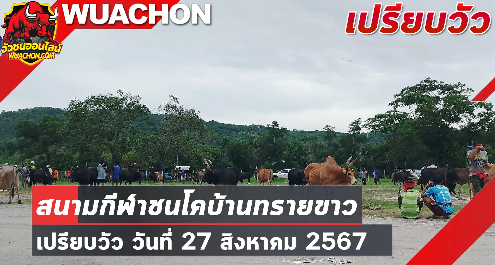 You are currently viewing นัดเปรียบวัว สนามกีฬาชนโคทรายขาว 27 สิงหาคม 2567