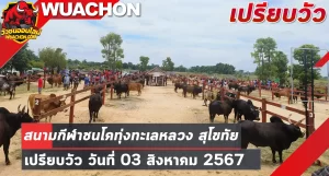 Read more about the article นัดเปรียบวัว สนามกีฬาชนโคทุ่งทะเลหลวง สุโขทัย 03 สิงหาคม 2567