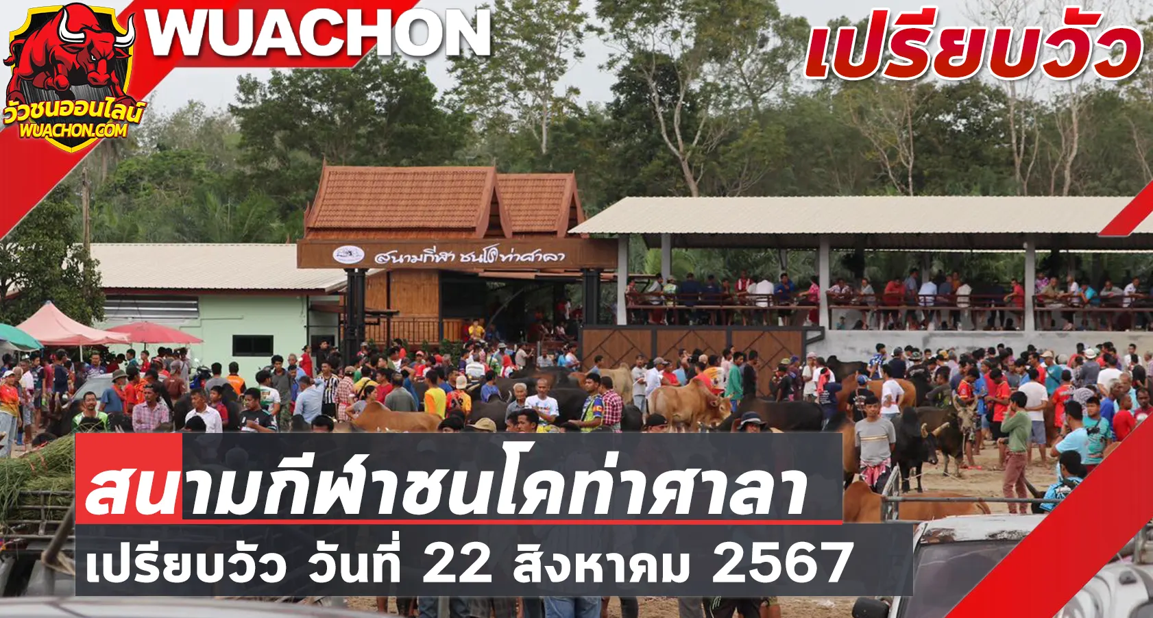 You are currently viewing นัดเปรียบวัว สนามกีฬาชนโคท่าศาลา 22 สิงหาคม 2567