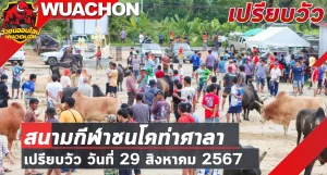 Read more about the article นัดเปรียบวัว สนามกีฬาชนโคท่าศาลา 29 สิงหาคม 2567