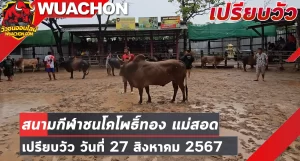 Read more about the article นัดเปรียบวัวสนามกีฬาชนโคโพธิ์ทอง แม่สอด 27 สิงหาคม 2567