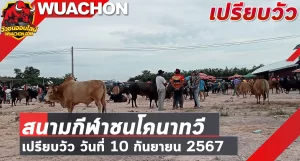 Read more about the article นัดเปรียบวัว สนามกีฬาชนโคนาทวี 10 กันยายน 2567