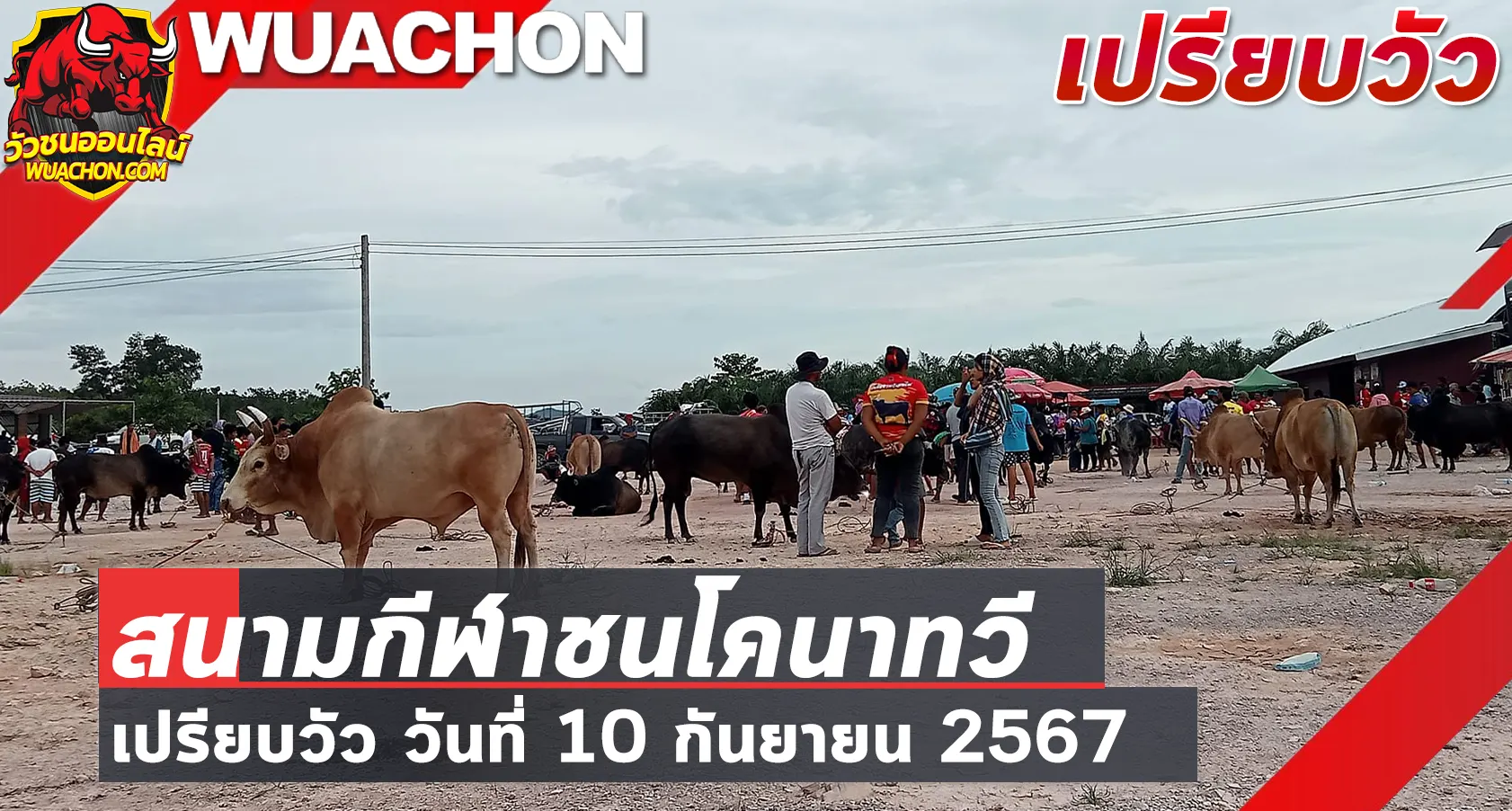 You are currently viewing นัดเปรียบวัว สนามกีฬาชนโคนาทวี 10 กันยายน 2567